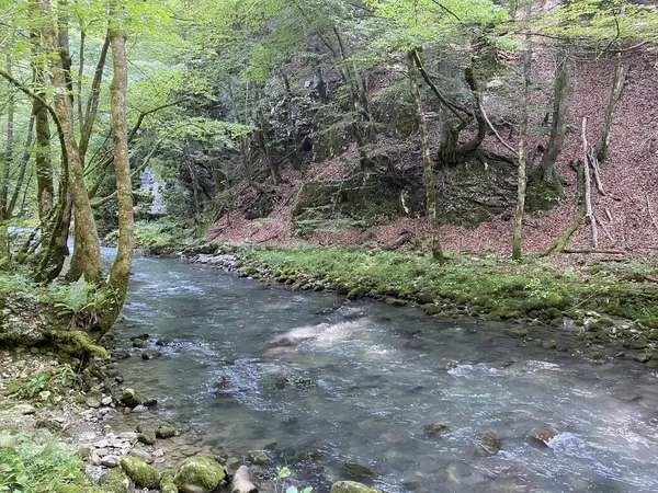 克罗地亚Gorski Kotar Vrbovsko的Zeleni Vir野餐区附近的Curak河 Potok Curak Kod Izletista Zeleni Vir — 图库照片