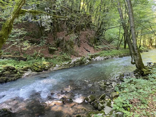 Gorski kotar 'daki Zeleni vir piknik alanı yakınlarındaki Curak deresi - Vrbovsko, Hırvatistan (Potok Curak kod izletista Zeleni vir u Gorskom kotaru - Vrbovsko, Hrvatska)