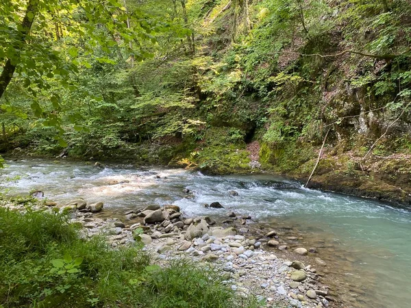 Gorski kotar 'daki Zeleni vir piknik alanı yakınlarındaki Curak deresi - Vrbovsko, Hırvatistan (Potok Curak kod izletista Zeleni vir u Gorskom kotaru - Vrbovsko, Hrvatska)