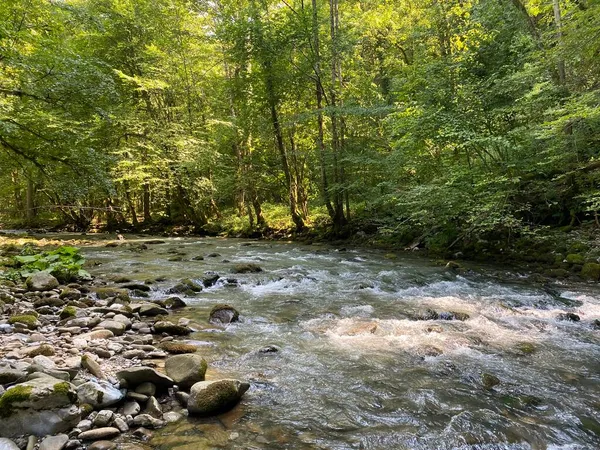 Gorski kotar 'daki Zeleni vir piknik alanı yakınlarındaki Curak deresi - Vrbovsko, Hırvatistan (Potok Curak kod izletista Zeleni vir u Gorskom kotaru - Vrbovsko, Hrvatska)