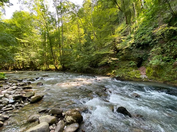 Gorski kotar 'daki Zeleni vir piknik alanı yakınlarındaki Curak deresi - Vrbovsko, Hırvatistan (Potok Curak kod izletista Zeleni vir u Gorskom kotaru - Vrbovsko, Hrvatska)