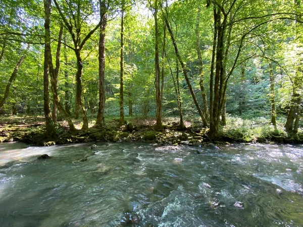 Gorski kotar 'daki Zeleni vir piknik alanı yakınlarındaki Curak deresi - Vrbovsko, Hırvatistan (Potok Curak kod izletista Zeleni vir u Gorskom kotaru - Vrbovsko, Hrvatska)