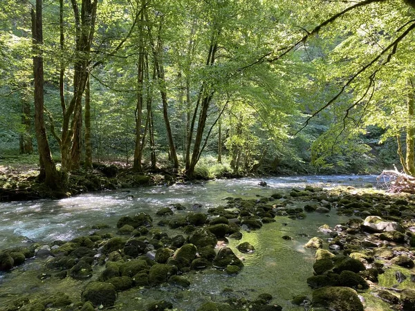 Gorski kotar 'daki Zeleni vir piknik alanı yakınlarındaki Curak deresi - Vrbovsko, Hırvatistan (Potok Curak kod izletista Zeleni vir u Gorskom kotaru - Vrbovsko, Hrvatska)