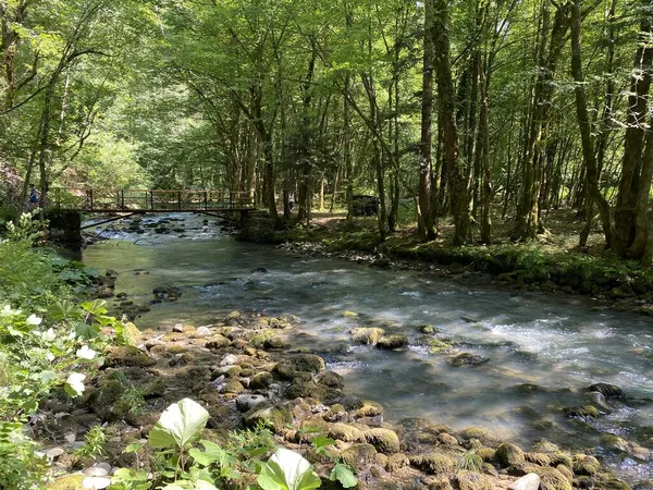 Gorski kotar 'daki Zeleni vir piknik alanı yakınlarındaki Curak deresi - Vrbovsko, Hırvatistan (Potok Curak kod izletista Zeleni vir u Gorskom kotaru - Vrbovsko, Hrvatska)