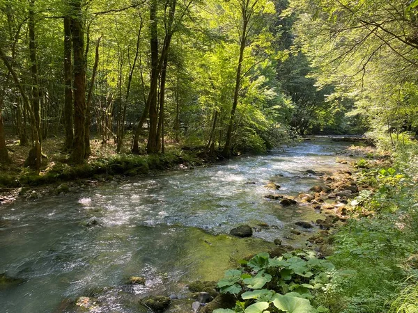 Gorski kotar 'daki Zeleni vir piknik alanı yakınlarındaki Curak deresi - Vrbovsko, Hırvatistan (Potok Curak kod izletista Zeleni vir u Gorskom kotaru - Vrbovsko, Hrvatska)