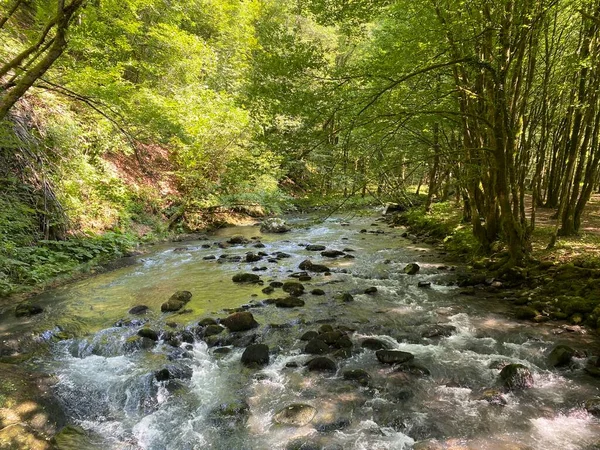 Gorski kotar 'daki Zeleni vir piknik alanı yakınlarındaki Curak deresi - Vrbovsko, Hırvatistan (Potok Curak kod izletista Zeleni vir u Gorskom kotaru - Vrbovsko, Hrvatska)