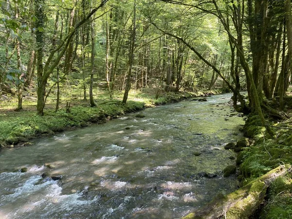Gorski kotar 'daki Zeleni vir piknik alanı yakınlarındaki Curak deresi - Vrbovsko, Hırvatistan (Potok Curak kod izletista Zeleni vir u Gorskom kotaru - Vrbovsko, Hrvatska)