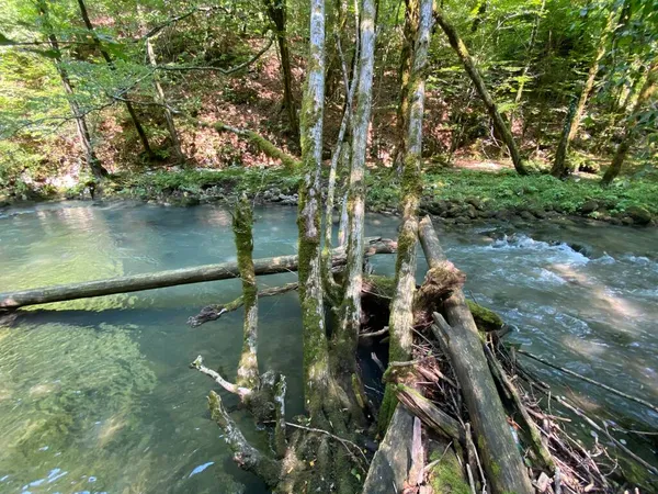 Gorski kotar 'daki Zeleni vir piknik alanı yakınlarındaki Curak deresi - Vrbovsko, Hırvatistan (Potok Curak kod izletista Zeleni vir u Gorskom kotaru - Vrbovsko, Hrvatska)