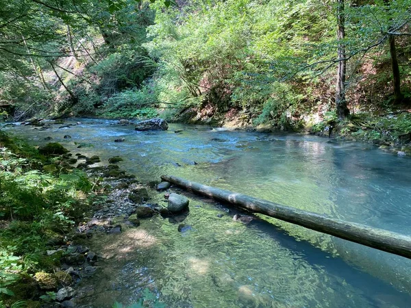 Gorski kotar 'daki Zeleni vir piknik alanı yakınlarındaki Curak deresi - Vrbovsko, Hırvatistan (Potok Curak kod izletista Zeleni vir u Gorskom kotaru - Vrbovsko, Hrvatska)