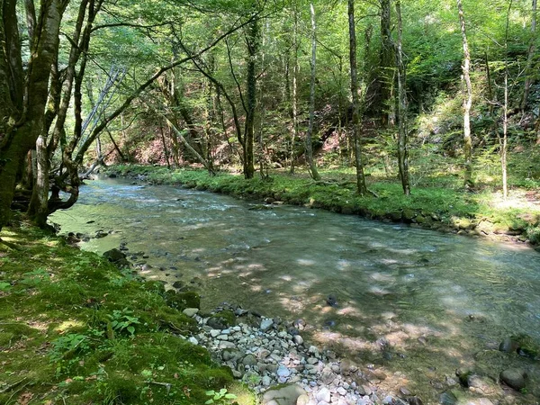 克罗地亚Gorski Kotar Vrbovsko的Zeleni Vir野餐区附近的Curak河 Potok Curak Kod Izletista Zeleni Vir — 图库照片