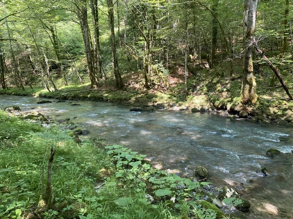 Gorski kotar 'daki Zeleni vir piknik alanı yakınlarındaki Curak deresi - Vrbovsko, Hırvatistan (Potok Curak kod izletista Zeleni vir u Gorskom kotaru - Vrbovsko, Hrvatska)