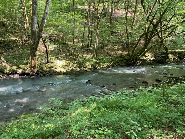 Gorski kotar 'daki Zeleni vir piknik alanı yakınlarındaki Curak deresi - Vrbovsko, Hırvatistan (Potok Curak kod izletista Zeleni vir u Gorskom kotaru - Vrbovsko, Hrvatska)