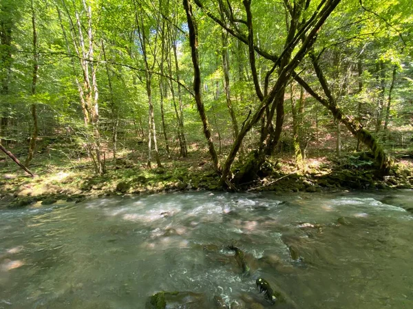 Gorski kotar 'daki Zeleni vir piknik alanı yakınlarındaki Curak deresi - Vrbovsko, Hırvatistan (Potok Curak kod izletista Zeleni vir u Gorskom kotaru - Vrbovsko, Hrvatska)