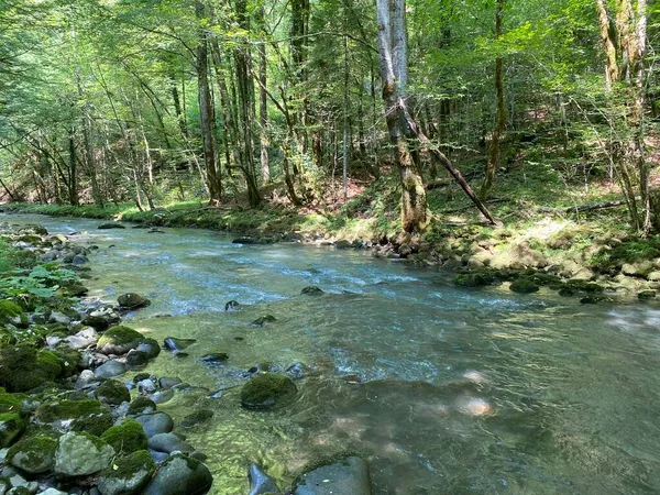 Gorski kotar 'daki Zeleni vir piknik alanı yakınlarındaki Curak deresi - Vrbovsko, Hırvatistan (Potok Curak kod izletista Zeleni vir u Gorskom kotaru - Vrbovsko, Hrvatska)