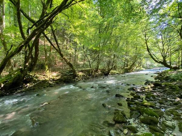 Gorski kotar 'daki Zeleni vir piknik alanı yakınlarındaki Curak deresi - Vrbovsko, Hırvatistan (Potok Curak kod izletista Zeleni vir u Gorskom kotaru - Vrbovsko, Hrvatska)