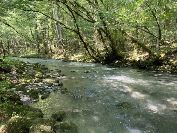 Gorski kotar 'daki Zeleni vir piknik alanı yakınlarındaki Curak deresi - Vrbovsko, Hırvatistan (Potok Curak kod izletista Zeleni vir u Gorskom kotaru - Vrbovsko, Hrvatska)