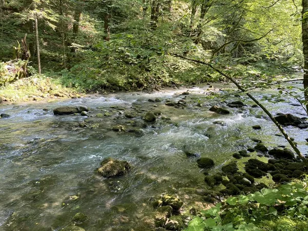 Gorski kotar 'daki Zeleni vir piknik alanı yakınlarındaki Curak deresi - Vrbovsko, Hırvatistan (Potok Curak kod izletista Zeleni vir u Gorskom kotaru - Vrbovsko, Hrvatska)