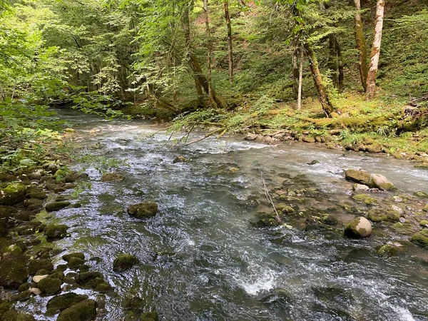 Gorski kotar 'daki Zeleni vir piknik alanı yakınlarındaki Curak deresi - Vrbovsko, Hırvatistan (Potok Curak kod izletista Zeleni vir u Gorskom kotaru - Vrbovsko, Hrvatska)