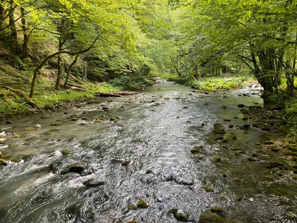 Gorski kotar 'daki Zeleni vir piknik alanı yakınlarındaki Curak deresi - Vrbovsko, Hırvatistan (Potok Curak kod izletista Zeleni vir u Gorskom kotaru - Vrbovsko, Hrvatska)