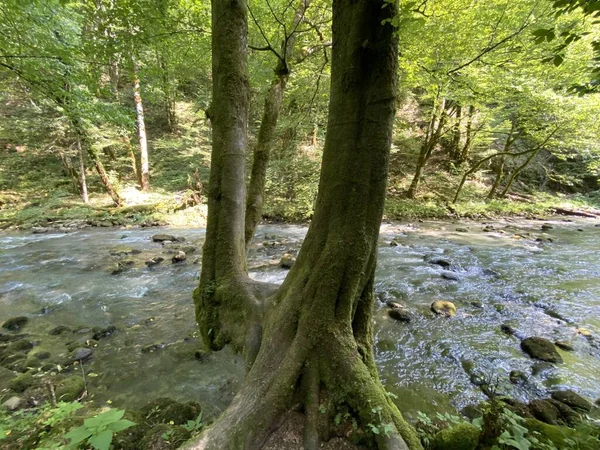 Gorski kotar 'daki Zeleni vir piknik alanı yakınlarındaki Curak deresi - Vrbovsko, Hırvatistan (Potok Curak kod izletista Zeleni vir u Gorskom kotaru - Vrbovsko, Hrvatska)