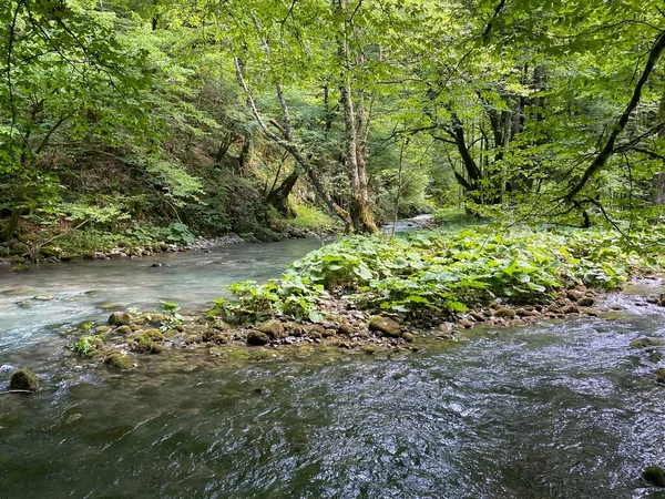 Curak Stream Zeleni Vir Picnic Area Gorski Kotar Vrbovsko Croatia — стокове фото
