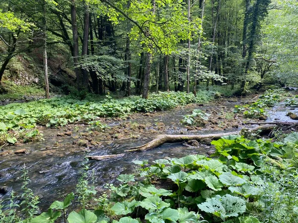 Gorski kotar 'daki Zeleni vir piknik alanı yakınlarındaki Curak deresi - Vrbovsko, Hırvatistan (Potok Curak kod izletista Zeleni vir u Gorskom kotaru - Vrbovsko, Hrvatska)