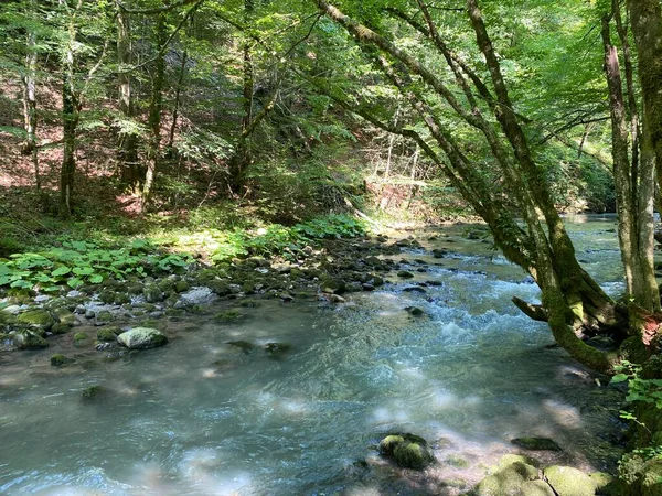 Curak Stream Zeleni Vir Picnic Area Gorski Kotar Vrbovsko Horvátország — Stock Fotó