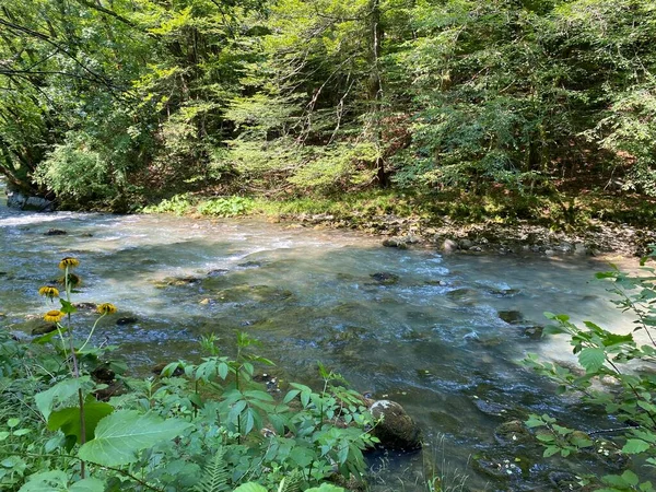 Curak Stream Zeleni Vir Picnic Area Gorski Kotar Vrbovsko Croatia — стокове фото