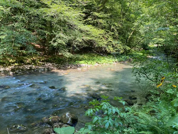 Gorski kotar 'daki Zeleni vir piknik alanı yakınlarındaki Curak deresi - Vrbovsko, Hırvatistan (Potok Curak kod izletista Zeleni vir u Gorskom kotaru - Vrbovsko, Hrvatska)