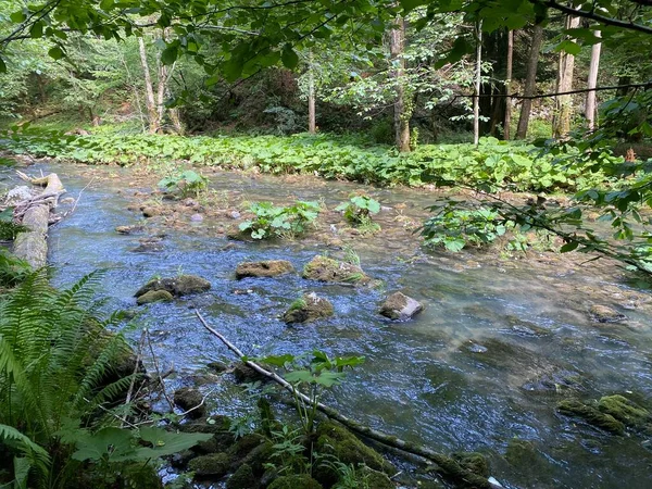 Curak Stream Zeleni Vir Picnic Area Gorski Kotar Vrbovsko Horvátország — Stock Fotó