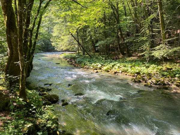 Gorski kotar 'daki Zeleni vir piknik alanı yakınlarındaki Curak deresi - Vrbovsko, Hırvatistan (Potok Curak kod izletista Zeleni vir u Gorskom kotaru - Vrbovsko, Hrvatska)