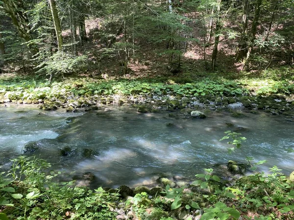Gorski kotar 'daki Zeleni vir piknik alanı yakınlarındaki Curak deresi - Vrbovsko, Hırvatistan (Potok Curak kod izletista Zeleni vir u Gorskom kotaru - Vrbovsko, Hrvatska)