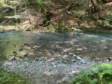 Gorski kotar 'daki Zeleni vir piknik alanı yakınlarındaki Curak deresi - Vrbovsko, Hırvatistan (Potok Curak kod izletista Zeleni vir u Gorskom kotaru - Vrbovsko, Hrvatska)