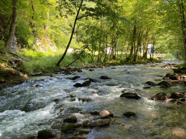Gorski kotar 'daki Zeleni vir piknik alanı yakınlarındaki Curak deresi - Vrbovsko, Hırvatistan (Potok Curak kod izletista Zeleni vir u Gorskom kotaru - Vrbovsko, Hrvatska)