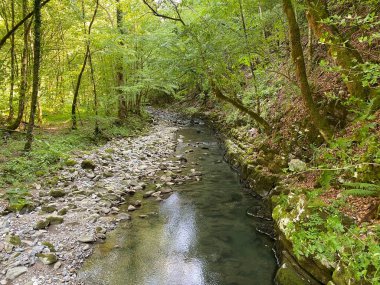 Gorski kotar 'daki Zeleni vir piknik alanı yakınlarındaki Curak deresi - Vrbovsko, Hırvatistan (Potok Curak kod izletista Zeleni vir u Gorskom kotaru - Vrbovsko, Hrvatska)