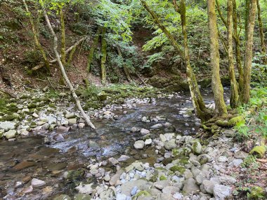 Gorski kotar 'daki Zeleni vir piknik alanı yakınlarındaki Curak deresi - Vrbovsko, Hırvatistan (Potok Curak kod izletista Zeleni vir u Gorskom kotaru - Vrbovsko, Hrvatska)