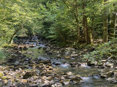 Gorski kotar 'daki Zeleni vir piknik alanı yakınlarındaki Curak deresi - Vrbovsko, Hırvatistan (Potok Curak kod izletista Zeleni vir u Gorskom kotaru - Vrbovsko, Hrvatska)
