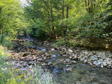 Gorski kotar 'daki Zeleni vir piknik alanı yakınlarındaki Curak deresi - Vrbovsko, Hırvatistan (Potok Curak kod izletista Zeleni vir u Gorskom kotaru - Vrbovsko, Hrvatska)