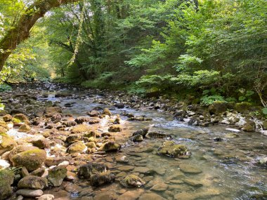 Gorski kotar 'daki Zeleni vir piknik alanı yakınlarındaki Curak deresi - Vrbovsko, Hırvatistan (Potok Curak kod izletista Zeleni vir u Gorskom kotaru - Vrbovsko, Hrvatska)