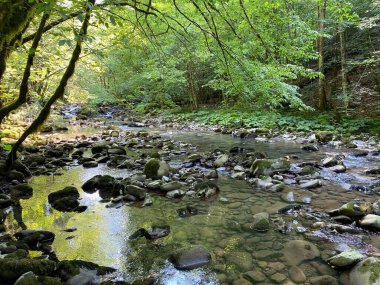 Gorski kotar 'daki Zeleni vir piknik alanı yakınlarındaki Curak deresi - Vrbovsko, Hırvatistan (Potok Curak kod izletista Zeleni vir u Gorskom kotaru - Vrbovsko, Hrvatska)