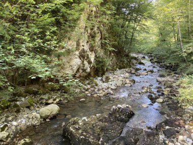 Gorski kotar 'daki Zeleni vir piknik alanı yakınlarındaki Curak deresi - Vrbovsko, Hırvatistan (Potok Curak kod izletista Zeleni vir u Gorskom kotaru - Vrbovsko, Hrvatska)