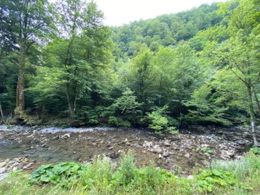 Gorski kotar 'daki Zeleni vir piknik alanı yakınlarındaki Curak deresi - Vrbovsko, Hırvatistan (Potok Curak kod izletista Zeleni vir u Gorskom kotaru - Vrbovsko, Hrvatska)