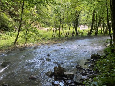 Gorski kotar 'daki Zeleni vir piknik alanı yakınlarındaki Curak deresi - Vrbovsko, Hırvatistan (Potok Curak kod izletista Zeleni vir u Gorskom kotaru - Vrbovsko, Hrvatska)