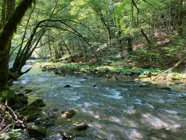 Curak Stream Zeleni Vir Picnic Area Gorski Kotar Vrbovsko Croatia — Stock Photo, Image