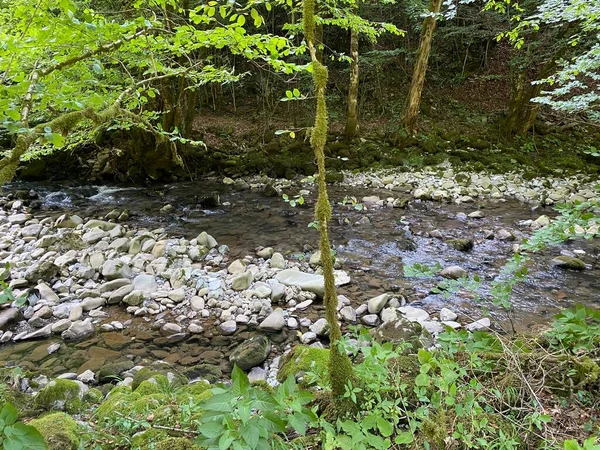 Gorski kotar 'daki Zeleni vir piknik alanı yakınlarındaki Curak deresi - Vrbovsko, Hırvatistan (Potok Curak kod izletista Zeleni vir u Gorskom kotaru - Vrbovsko, Hrvatska)