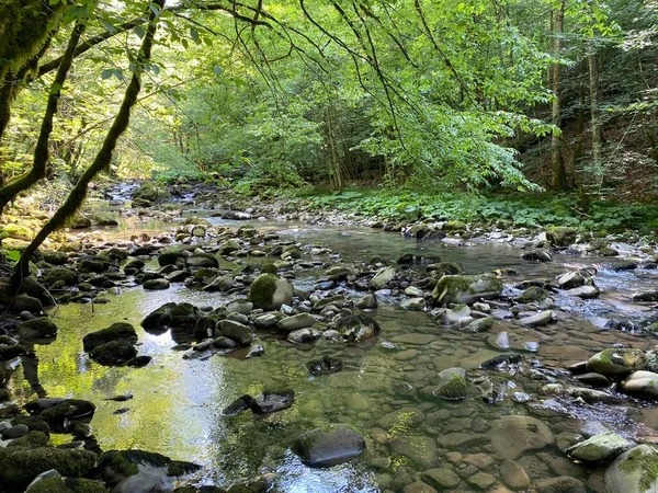 Curak Stream Zeleni Vir Picnic Area Gorski Kotar Vrbovsko Kroatien — Stockfoto