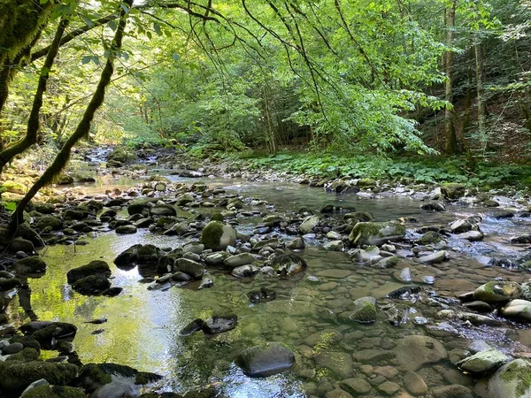 Curak Stream Zeleni Vir Picnic Area Gorski Kotar Vrbovsko Croatia — стокове фото