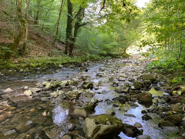 Curak Stream Zeleni Vir Picnic Area Gorski Kotar Vrbovsko Croatia — стокове фото