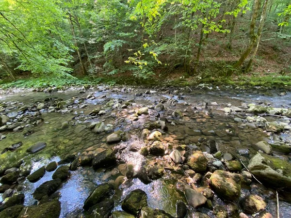 Gorski kotar 'daki Zeleni vir piknik alanı yakınlarındaki Curak deresi - Vrbovsko, Hırvatistan (Potok Curak kod izletista Zeleni vir u Gorskom kotaru - Vrbovsko, Hrvatska)