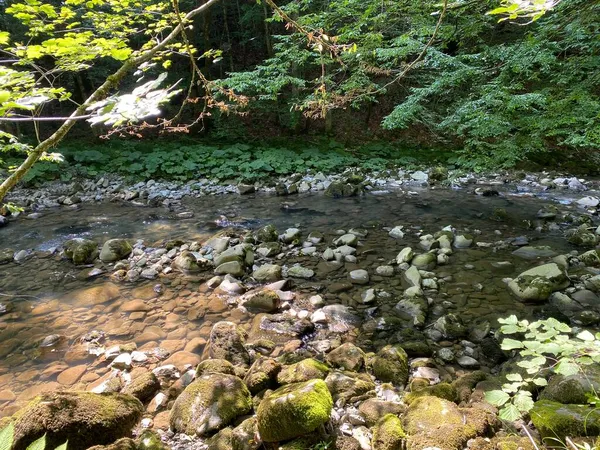 Curak Stream Zeleni Vir Picnic Area Gorski Kotar Vrbovsko Horvátország — Stock Fotó